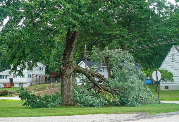 Best Utility Line Clearance  in Lebanon, IN